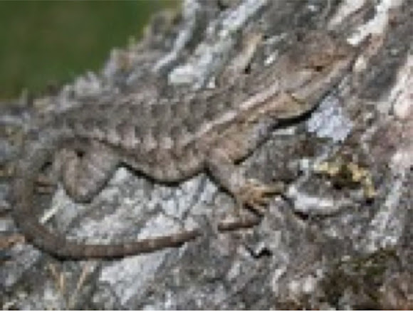 Spotting Image 1