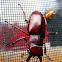 Stag Beetle