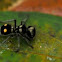 Velvet Ant