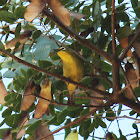 Cape White-eye