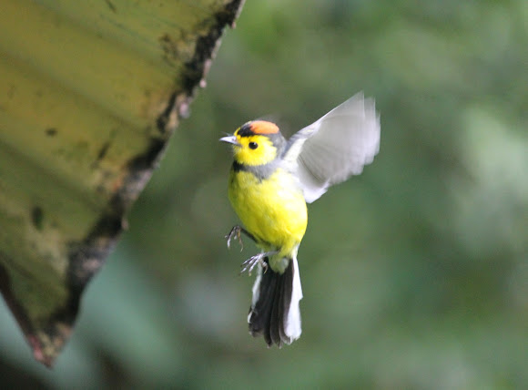 Spotting Image 1