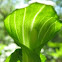 Jack-in-the-Pulpit