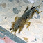 Mole cricket 