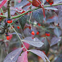 Winged Spindle