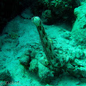 Sea cucumber