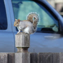 Eastern Gray Squirrel