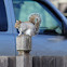 Eastern Gray Squirrel