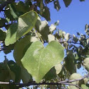 Eastern Redbud 