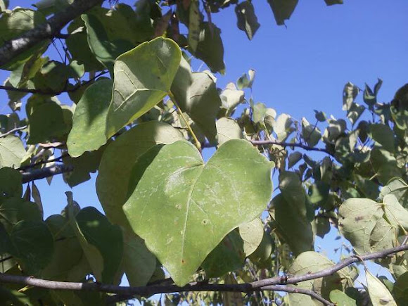 Spotting Image 1
