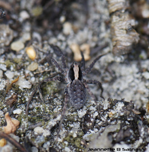 Spotting Image 1