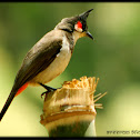 Red-whiskered Bulbul