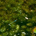 Blue Riverdamsel