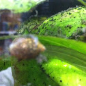 Snail