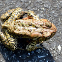 American Toad