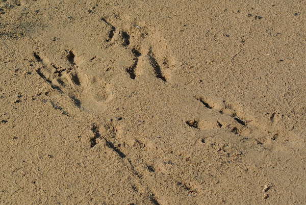 American Alligator Tracks | Project Noah