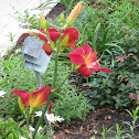 Daylily