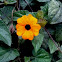 Black-eyed Susan vine