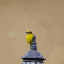 Baglafecht Weaver
