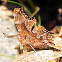 Eastern Comma
