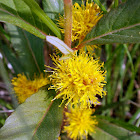 Tufted Loosestrife