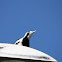Magpie-lark (female)