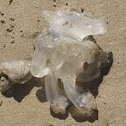 Jelly Fish