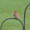 Purple Finch