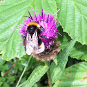 Buff-tailed Bumble Bee