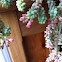 Burros tail