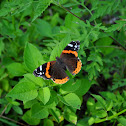 Red Admiral