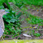 Striated heron  (Juvenile)
