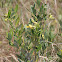 Black Mangrove