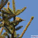 Goldcrest