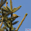Goldcrest