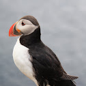 Atlantic Puffin