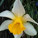 Daffodil