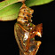 Sergeant Butterfly Chrysalis