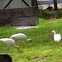 American White Ibis
