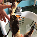 Stone Crab