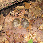 Three-toed box turtle