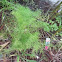 Dill