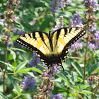 Eastern Tiger Swallowtail