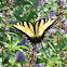 Eastern Tiger Swallowtail