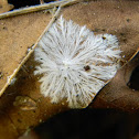Mycelium