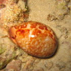Leporiccypraea mappa (Cowry)