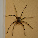 banded argiope