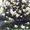Yellow magnolia