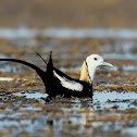 Pheasant-tailed Jacana