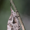 American Snout