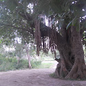 Banyan Tree